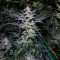 White Diesel Haze Automatic (White Label) Cannabis-Samen