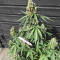 AK420 Autoflower strain
