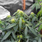 Auto #1 (Auto Seeds) Cannabis-Samen