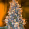 Blue Fire (Humboldt Seeds Organization) Cannabis-Samen