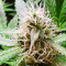 Critical Sour (Female Seeds) Cannabis-Samen