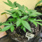 DDoS #33 feminisierte Samen (Herbies Seeds)