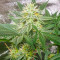 Different GG#4 feminisierte Samen (AlphaFem Seeds)