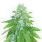 Green Ninja (Heavyweight Seeds) Cannabis-Samen