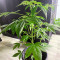 Northern Light (Kera Seeds) Cannabis-Samen