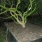 Eleven Roses (Delicious Seeds) Cannabis-Samen zu verkaufen