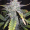 Original Auto Chemdawg (Fast Buds) Cannabis-Samen zu verkaufen
