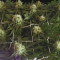 The Incredible Bulk (Dr. Krippling Seeds) Cannabis-Samen zu verkaufen