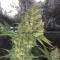 Do-Si-Dos OG Cannabis-Samen Kaufen