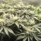 Kaufe Alpha 21 Samen feminisiert von AlphaFem Seeds