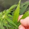 Lemon Cherry Cookies Auto feminisierte Samen zu verkaufen