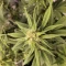 Strawberry Gorilla Auto Cannabis-Samen Kaufen