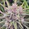 GG#4 Original Glue Auto Cannabis-Samen Kaufen