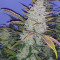 Buddha Purple Kush Auto (Buddha Seeds) Cannabis-Samen zu verkaufen
