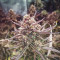 Forbidden Runtz Auto Cannabis-Samen Kaufen