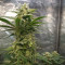 Gelato Auto Cannabis-Samen Kaufen