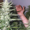 Chocolate Haze (RQS) Cannabis-Samen zu verkaufen