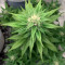 Purple Haze Auto Cannabis-Samen Kaufen