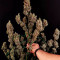 AK420 Cannabis-Samen Kaufen