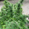 Bruce Banner #3 Fast Cannabis-Samen Kaufen