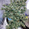 Colombian Gold (World of Seeds) Cannabis-Samen