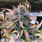 Mimosa Cake Auto (Fast Buds) Cannabis-Samen zu verkaufen