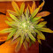 Amnesia Haze Cannabis-Samen Kaufen