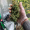 Z Auto Cannabis-Samen Kaufen