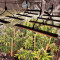 Strawberry Cough (Dutch Passion) Cannabis-Samen zu verkaufen