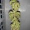 Fast Bud Auto (Sweet Seeds) Cannabis-Samen zu verkaufen