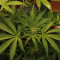 Kaufe Strawberry Pie Auto Samen feminisiert von Fast Buds