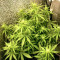 Gorilla Cookies Auto (Fast Buds) Cannabis-Samen zu verkaufen