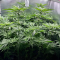 Mimosa EVO (Barney's Farm) Cannabis-Samen zu verkaufen