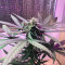 Six Shooter Auto Cannabis-Samen Kaufen