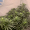Mimosa EVO (Barney's Farm) Cannabis-Samen zu verkaufen