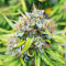 Skywalker Haze feminisierte Samen (Dutch Passion)