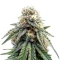 All The Sauces R1 (Ethos Genetics)