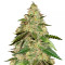 Big Bud (Seedstockers) Cannabis-Samen
