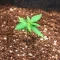 Biscotti Auto (Green House Seeds)