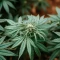 Critical Mass Fast (Advanced Seeds)