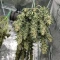 Critical Mass Fast (Advanced Seeds)
