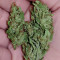 Fire OG Kush (Big Head Seeds) Cannabis-Samen