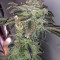 Golosa (Delicious Seeds) Cannabis-Samen