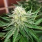 Gorilla Melon feminisierte Samen (Fast Buds)