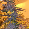 Grandaddy Purple (Big Head Seeds) Cannabis-Samen