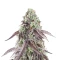 Granny Candy feminisierte Samen (Humboldt Seed Company)