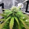 Headstone (Big Head Seeds) Cannabis-Samen