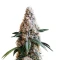 Liqueur R1 (Ethos Genetics)
