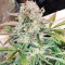 Original Auto Sour Diesel (Fast Buds) Cannabis-Samen