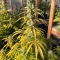 S.T.D (Cream of the Crop Seeds) Cannabis-Samen